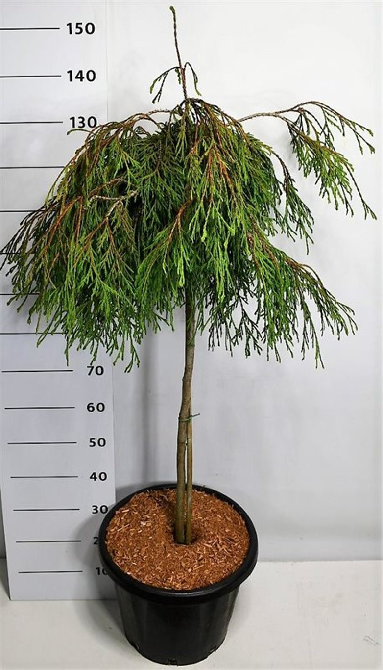 Thuja pl. 'Kaegers Beauty' - 90 CM Stem C25